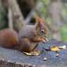 2011-11-06_Tiergarten_Schoenbrunn