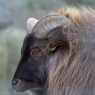 2011-11-06_Tiergarten_Schoenbrunn