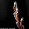 2013-03-09 Graz