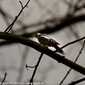 Sky-IMG_0113