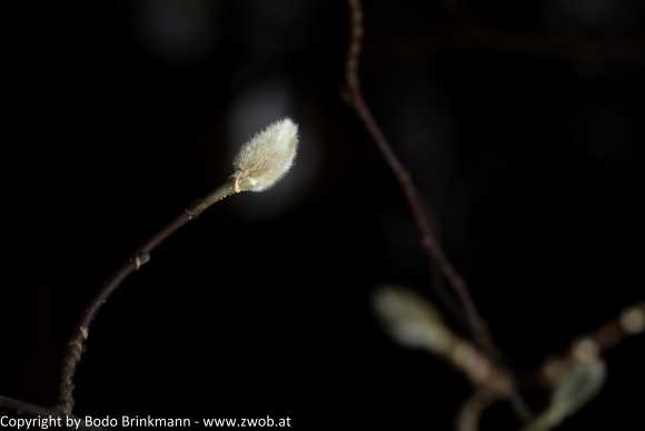 Sky-IMG_0050