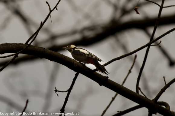 Sky-IMG_0113