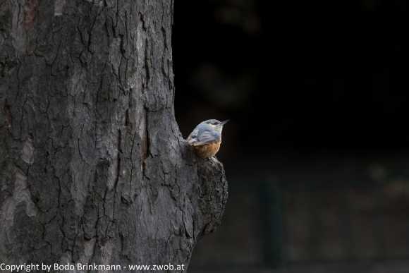 Sky-IMG_0077