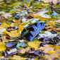 Sky-_MG_0412