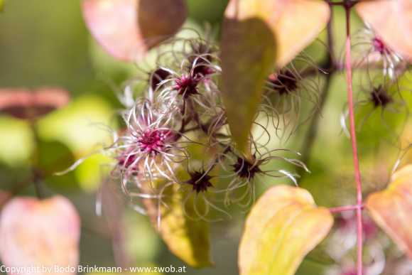 Sky-_MG_0486