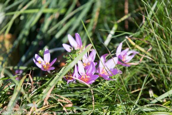 Sky-_MG_0429