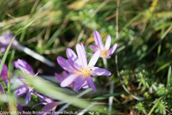 Sky-_MG_0431