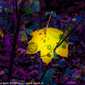Sky-_MG_0548