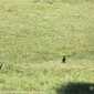 Sky-_MG_0411