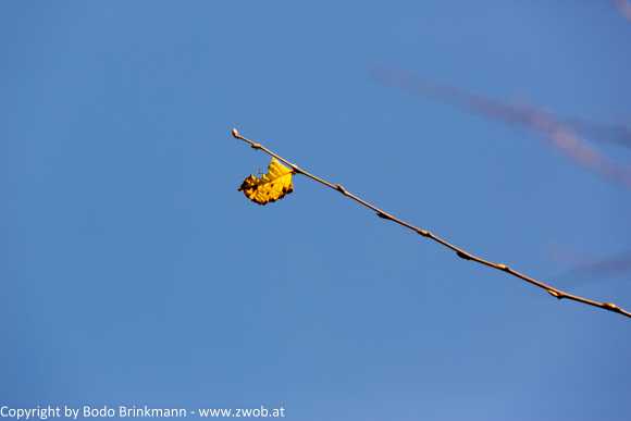 Sky-_MG_0543