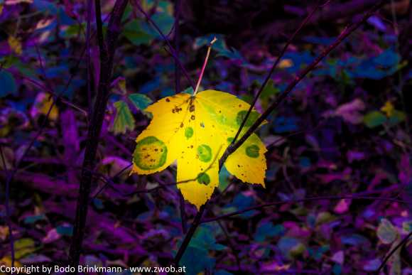 Sky-_MG_0548