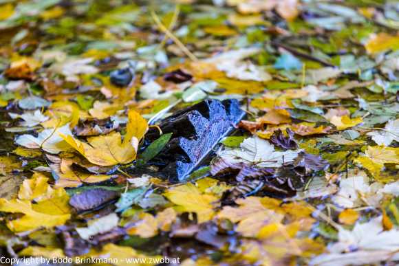 Sky-_MG_0412