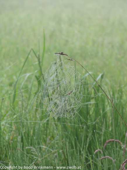 Sky-IMG_0723