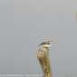 Sky-IMG_0554