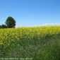 Sky-IMG_0252