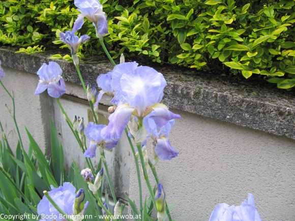 Sky-IMG_0580