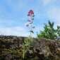 Sky-IMG_0838