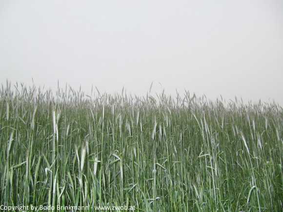 Sky-IMG_0735