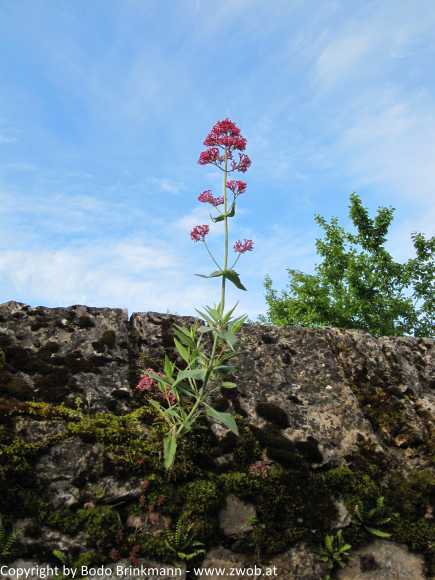 Sky-IMG_0838