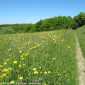 Sky-IMG_0245