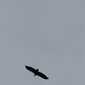 Sky-IMG_0562