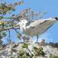 Sky-IMG_0850