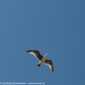 Sky-IMG_0935