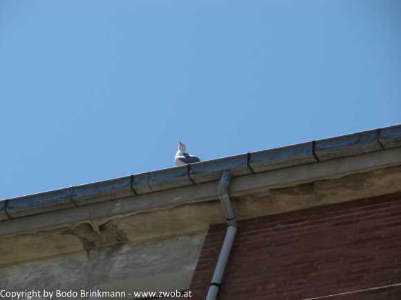 Sky-IMG_0929