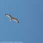 Sky-IMG_0934