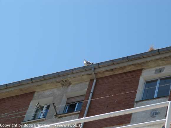Sky-IMG_0928