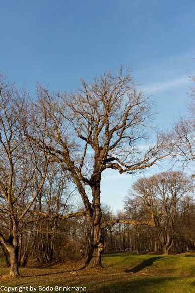 Sky-IMG_1180