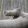 2014-02-15 Prater Spatzi