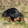 2015-02-21 Spatzi in Moedling