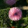 2015-10-17_Bad_Ischl