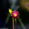 2015-10-17_Bad_Ischl
