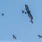 Sky-DSC00836