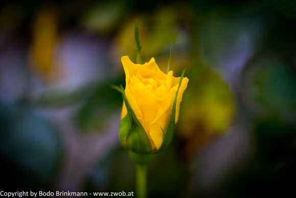 Sky-DSC00785