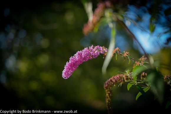Sky-DSC00783