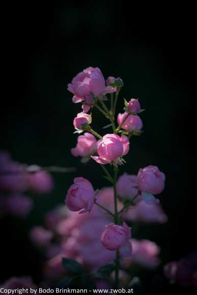 Sky-DSC00793