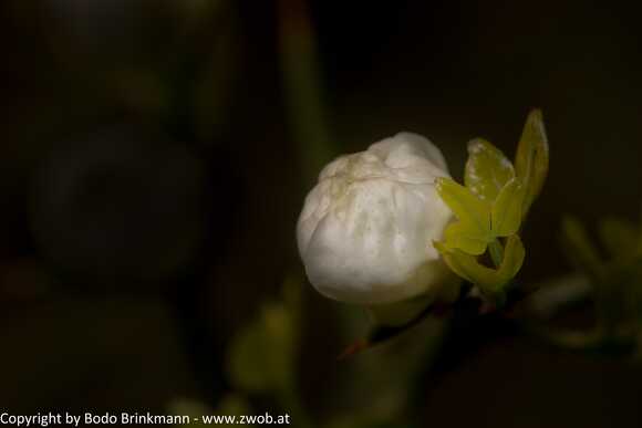 Sky-_MG_2852