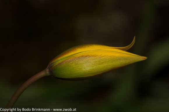 Sky-_MG_2919