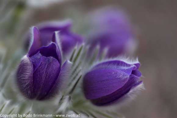 Sky-_MG_2397