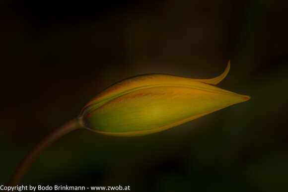 Sky-_MG_2921