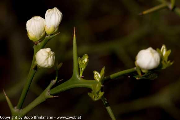 Sky-_MG_2844