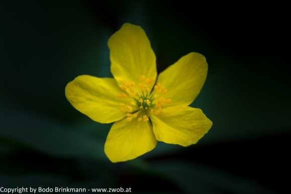 Sky-_MG_2940