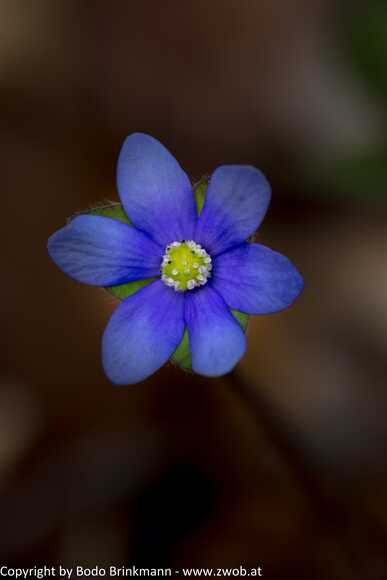 Sky-_MG_2932