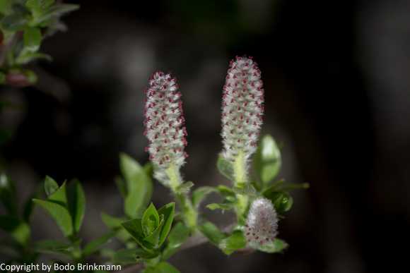Sky-_MG_2816
