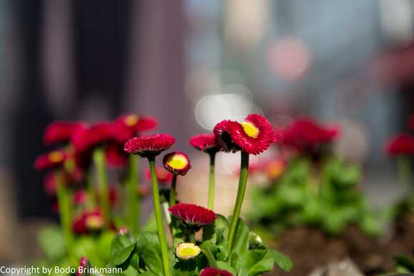 Sky-_MG_2781