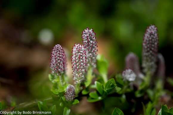 Sky-_MG_2791