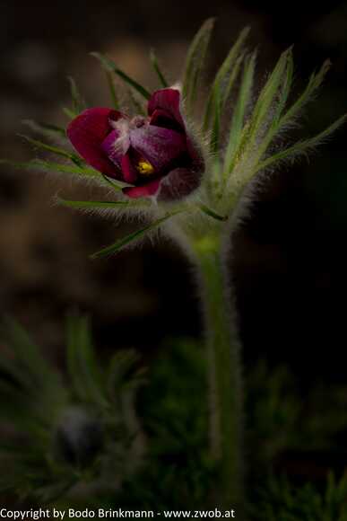Sky-_MG_2871
